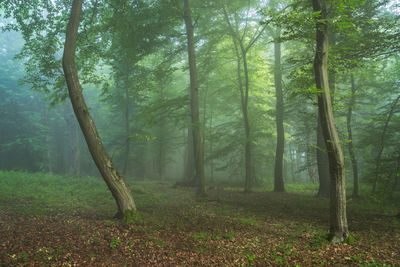 Trees in forest