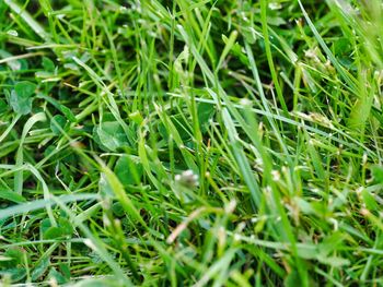 High angle view of grass growing on field