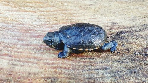 Close-up of tortoise