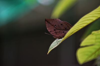Close-up of butterfly on plant