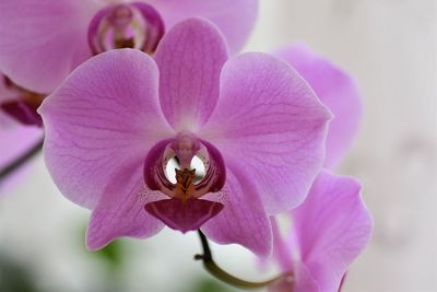 Close-up of pink orchids