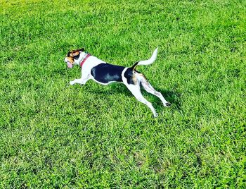 High angle view of dog on field