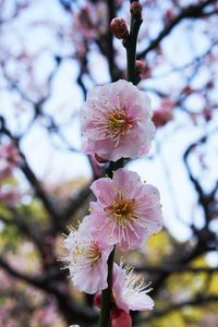 Close-up of pink cherry blossoms in spring