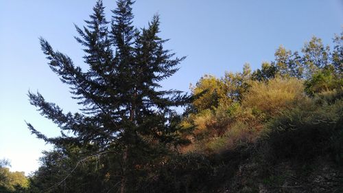 Low angle view of trees against clear blue sky
