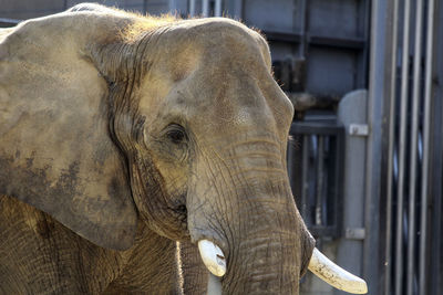 Close-up of elephant in zoo