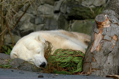 Polar bear lying down on rock at zoo