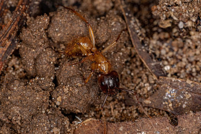 Close-up of ant on rock