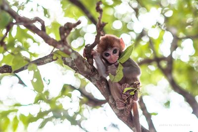 Portrait of monkey sitting on tree