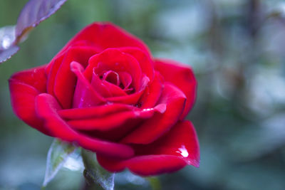 Close-up of red rose