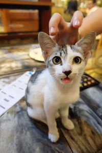 Close-up portrait of a cat