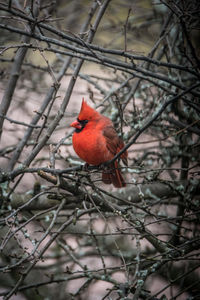 Close-up of bird perching on bare tree