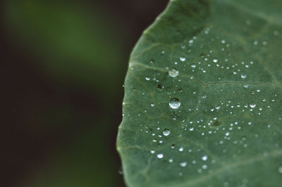 Close-up of wet leaf