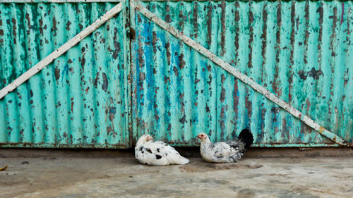 Chicken by old turquoise corrugated gate