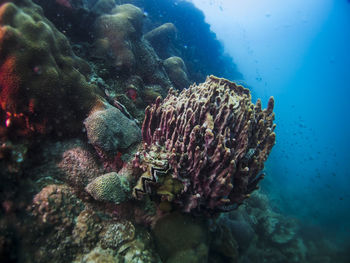 Fish swimming in sea