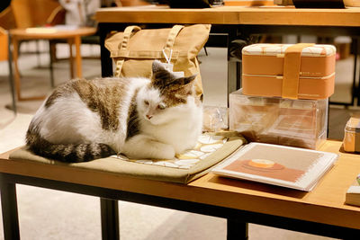 Cat relaxing on table in a bookstore 