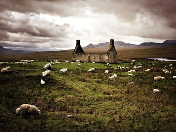 Cows grazing on field against sky
