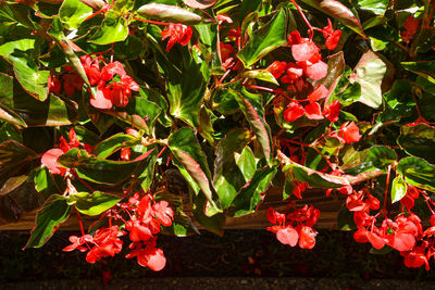 Close-up of red flowering plants