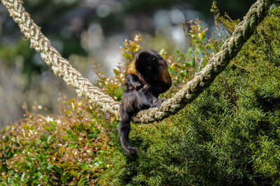 Brown capuchin monkey on a rope