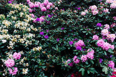 Close-up of pink flowering plants in park