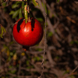 Close-up of red pomegranate