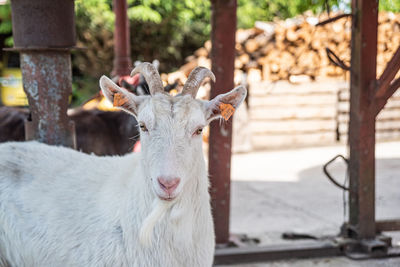 A goat on the farm looking straight into the lens. a small organic farm in the spring. 