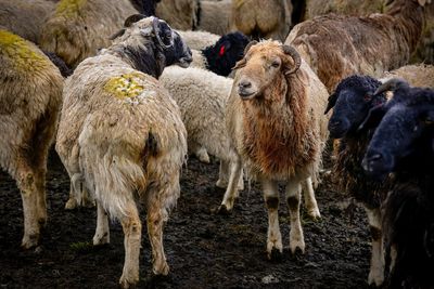 Cute flock of sheep in the snow beside the duku highway in xinjiang