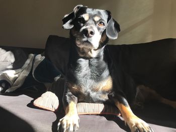 Portrait of dog sitting at home