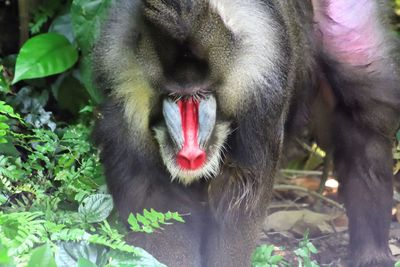 Close-up of monkey