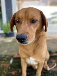 Close-up portrait of dog standing outdoors