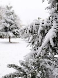 Close-up of snow covered tree on field during winter