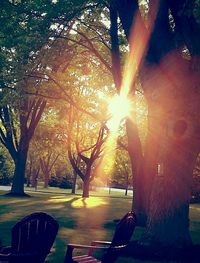 Sun shining through trees