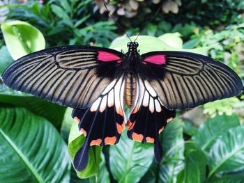 Close-up of butterfly on flower