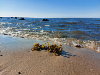 Scenic view of sea against clear sky