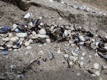 High angle view of shells on beach