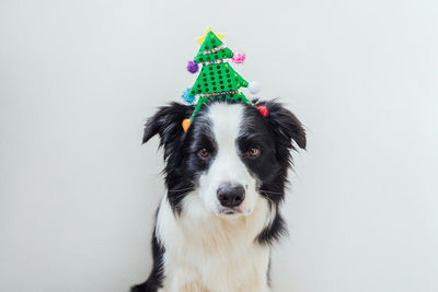 Funny puppy dog border collie wearing christmas costume green christmas tree hat on white background