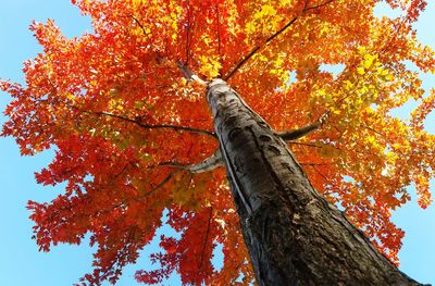 Low angle view of maple tree