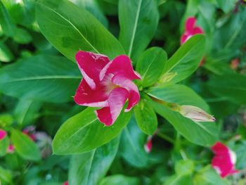 Close-up of pink flowers