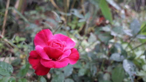 Close-up of pink rose blooming outdoors