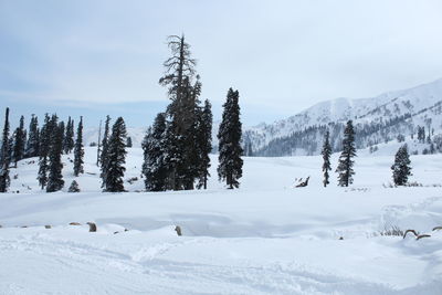 Trees on snow covered landscape against sky