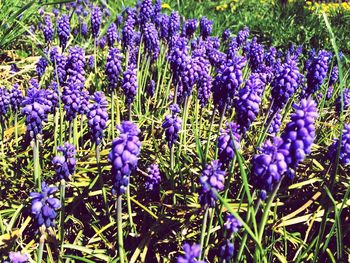 Close-up of purple flowers blooming in field