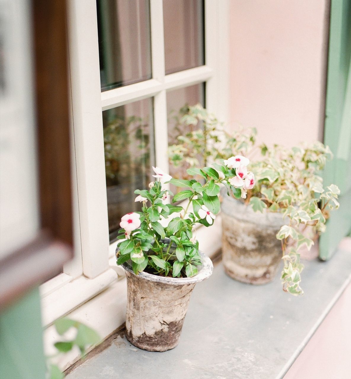 plant, potted plant, flowering plant, flower, window, growth, no people, nature, day, window sill, vulnerability, beauty in nature, outdoors, fragility, close-up, freshness, architecture, plant part, flower pot, houseplant