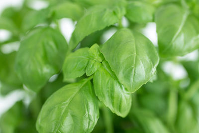 Close-up of fresh green leaves