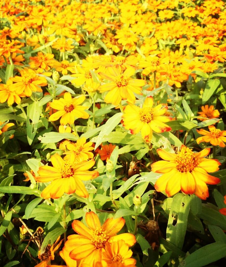 flower, freshness, yellow, fragility, petal, growth, beauty in nature, flower head, blooming, nature, plant, field, in bloom, high angle view, blossom, abundance, leaf, close-up, no people, day