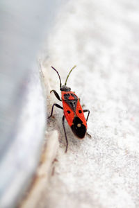 High angle view of insect on leaf