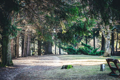 Empty bench by trees in forest