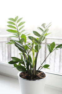 plant
