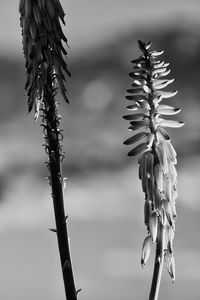 Close-up of spiked plant against blurred background