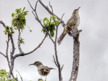 Low angle view of birds perching on branch