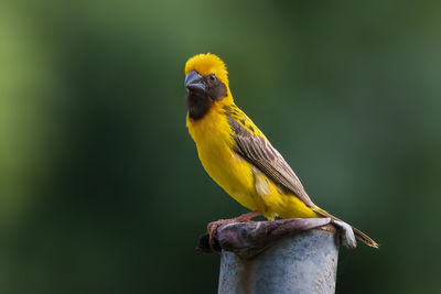 Asian golden weaver perched on steel pipe in the garden