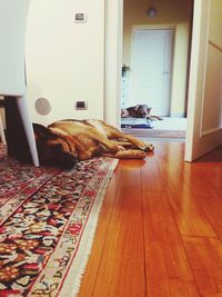 Dog sleeping on rug